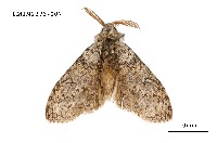 藏品(阿里山麗毒蛾)的圖片